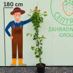 Javor ohnivý (Acer tataricum) ´GINNALA´ - výška 160-200 cm, kont. C5L